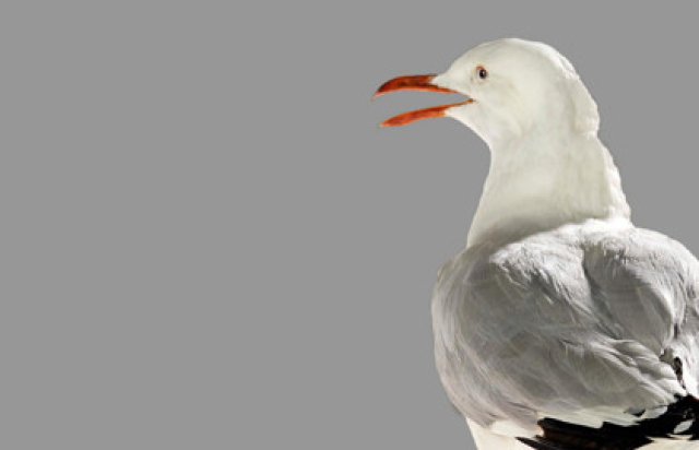 Спектакль «Чайка» в Театр на Таганке, Москва – Mosbilet.ru